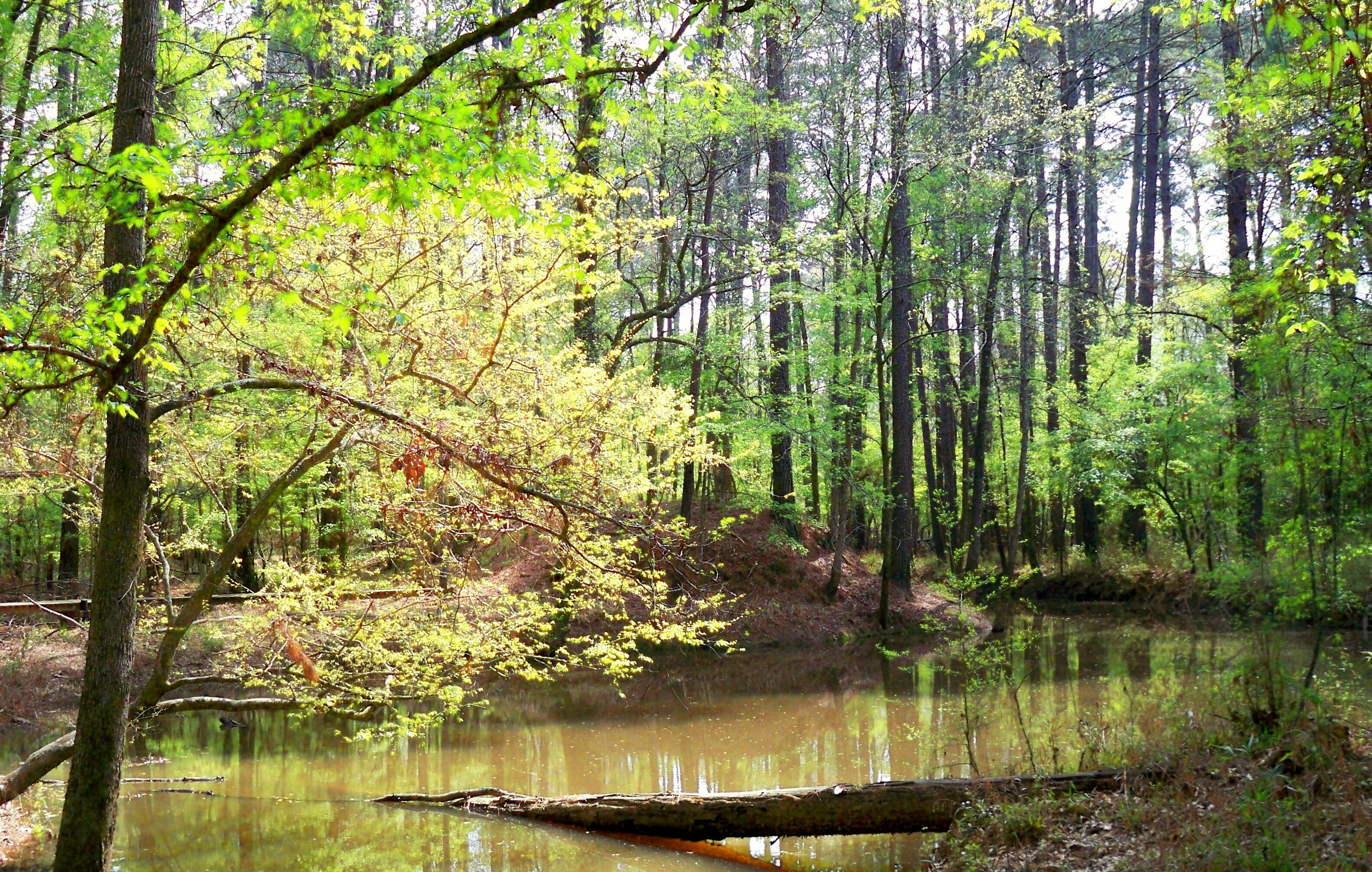 envioronmental and ecological conservation efforts wetland